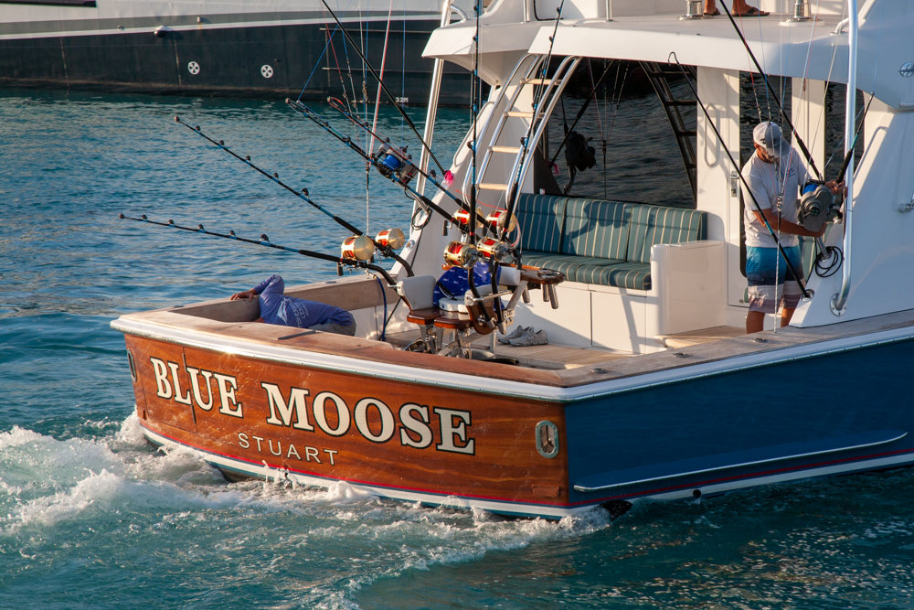 Blue Moose