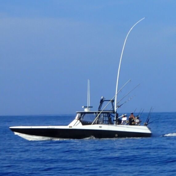 #52 - Albatross photo