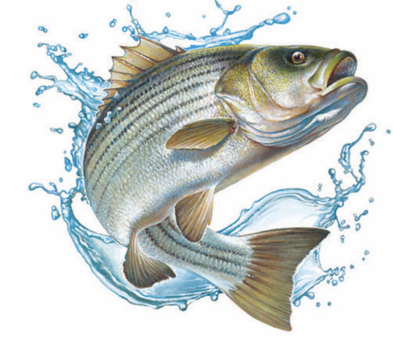 MRMTC Spring Striped Bass Tournament